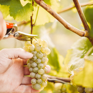 Grape harvest in the vineyards, Vineyard Tavern Fuhrgassl-Huber Vienna