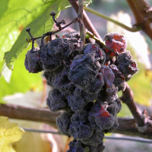 Winery Feiler-Artinger, grape noble rot
