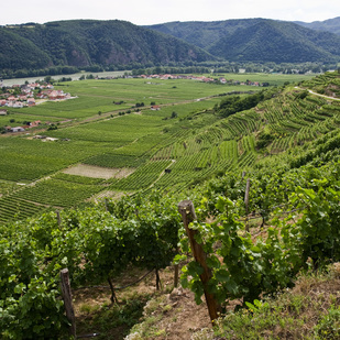 Terraced vineyards of the Konrad winery in Dürnstein