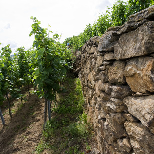 Terraced vineyards of the Konrad winery in Dürnstein