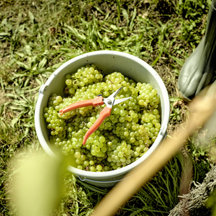 Harvesting the grapes by hand at the Domäne Wachau winery