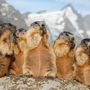Marmots at Großglockner High Alpine Road