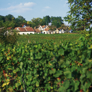 Weingärten im Weinviertel