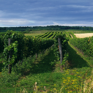 Vineyards in the Weinviertel / Lower Austria