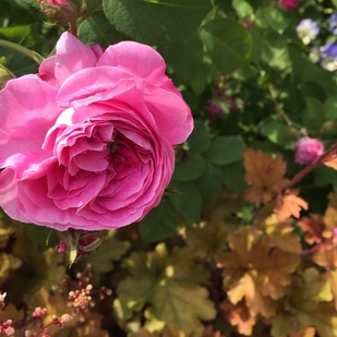 Klimt roses detail