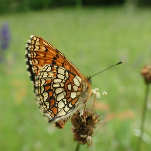 butterfly in the meadow at Demmerkogel Naturpark Südsteiermark