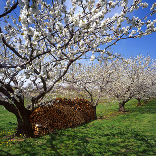 Cherry Tree Blossom, Burgenland