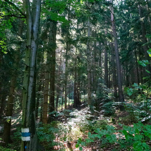 Waldstück nahe der Gretlwandl in Scheiblingkirchen (Bucklige Welt)