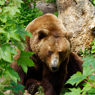 Bear at the Alpine Zoo, Innsbruck