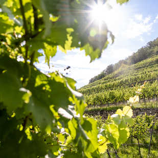 Vineyards of Wachau