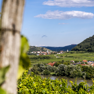 Vineyards of Wachau with a view over the Danube