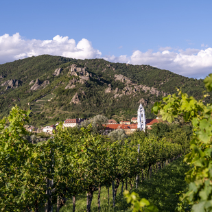 Vineyard Wachau Lower Austria Dürnstein