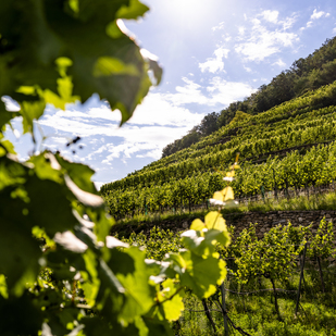 Vineyard Lower Austria Wachau