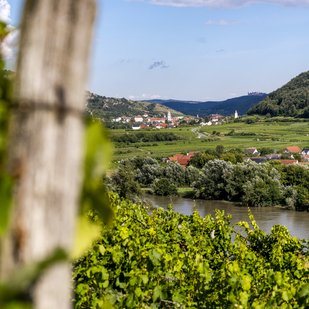Vineyard Wachau, Donau