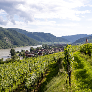 Vineyard in Wachau region, Lower Austria