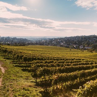 Weingärten in Neustift am Walde, Weingut Heuriger Fuhrgassl-Huber Wien