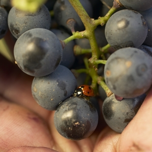 Feiler-Artinger Winery, Ladybird on Grape