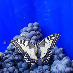 Feiler-Artinger Winery, Butterfly on Grapes
