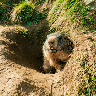 Grossglockner High Alpine Road - marmot