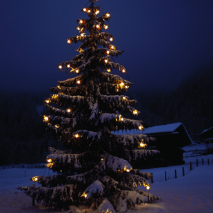 Weihnachtsbaum im Schnee, Hintertux