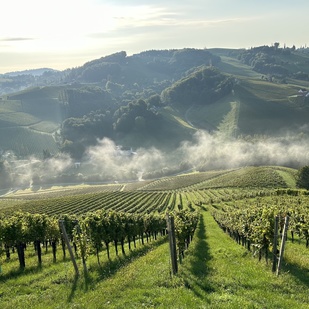 Morning mist over the vineyards in Gamlitz on the South Styrian Wine Road