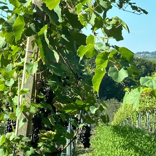 Vines in Gamlitz, South Styrian Wine Road