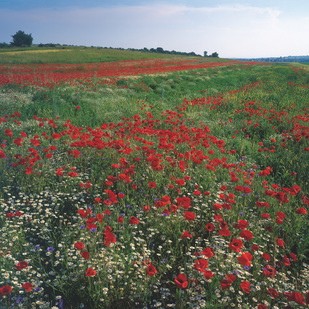 Meadows in Burgenland
