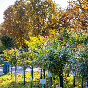 Blühende Rosenstöcke im Volksgarten