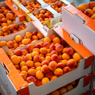Freshly picked apricots