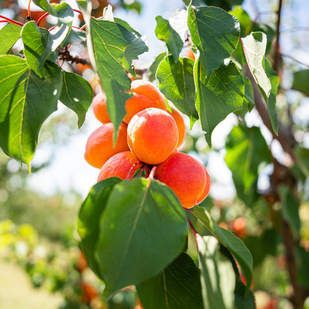 Apricots on the tree