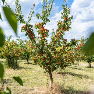 Apricot tree