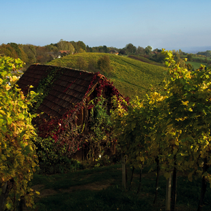 Southern Styria / Vineyards
