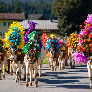 Almabtrieb in Westendorf
