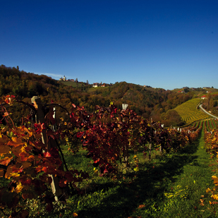 Vineyards / Southern Styria