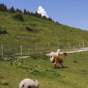 Kulinarik+ meets Bewegung & Erholung „Eat?! This way“ - Tiere auf einer Alm