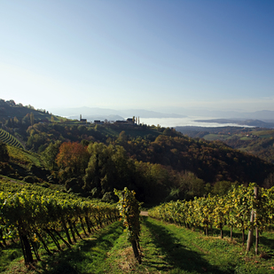 Vineyards in Southern Styria