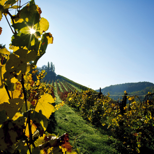 Vineyards / Southern Styria