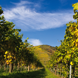 Vineyards in the Wachau Valley