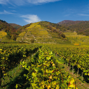 Weingärten in der Wachau
