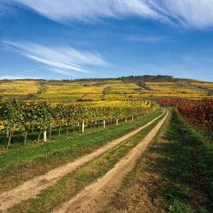 Weinlandschaft bei Langenlois
