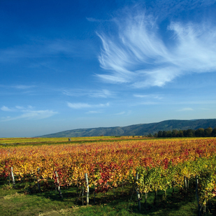 Vineyards near Langenlois