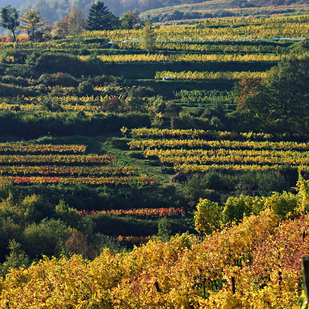 Vineyards in autumn / Lower Austria