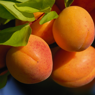 Apricots from the Wachau Valley 