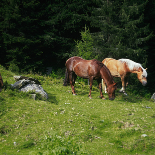 Pferde auf Almwiese