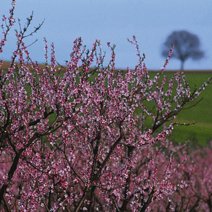 Baumblüte im Burgenland