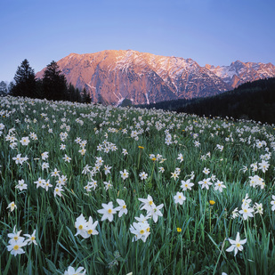 NarcissusFlowers in Styria