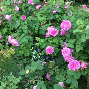 Klimt rose bushes